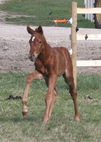 3 day old filly out of Bet On My Miracle
