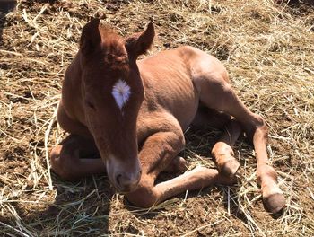1 day old filly out of Check Dash
