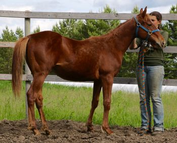 9 month old Filly out of Check Dash
