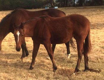 2016 Weanling Filly by Easy Packin
