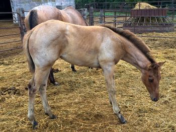 4 month old Bay Dun Roan Colt out of Cher Bar Dancer
