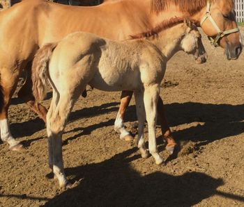 4 week old colt by Lil Lena High Brow
