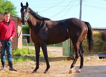 4yr Filly "Twice As Easy"
