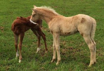 Newborn Sorrel and 5 week old Palomino Colts by Easy Packin
