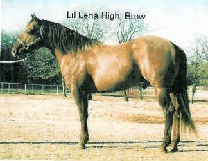 Hi-Brow Horse Halter