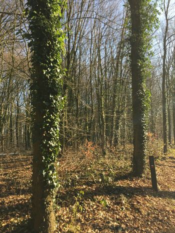 Forest surrounding Slangenburg Castle, Netherlands
