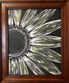 Chalked Sunflower
