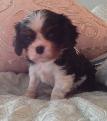 A very promising puppy
