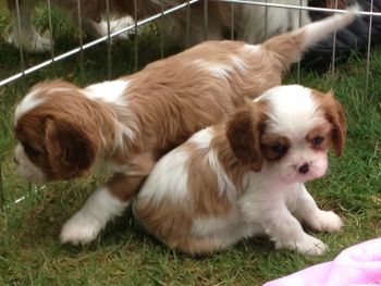 Viola (standing) 6 weeks

