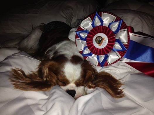 Higgins relaxing after winning an Award of Merit at ACKCSC National Specialty, April 24, 2014.
HUGE thank you to judge Jeanie Montford!
