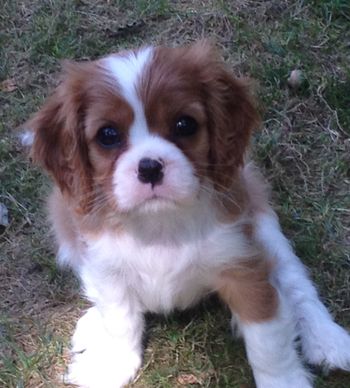 Viola 8 weeks
