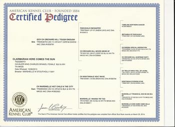 AKC Pedigree
