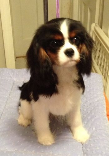 Siena at 5 months
