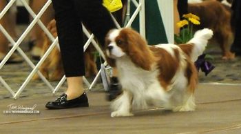 Higgins enters the ring at the 2014 ACKCSC National Specialty
