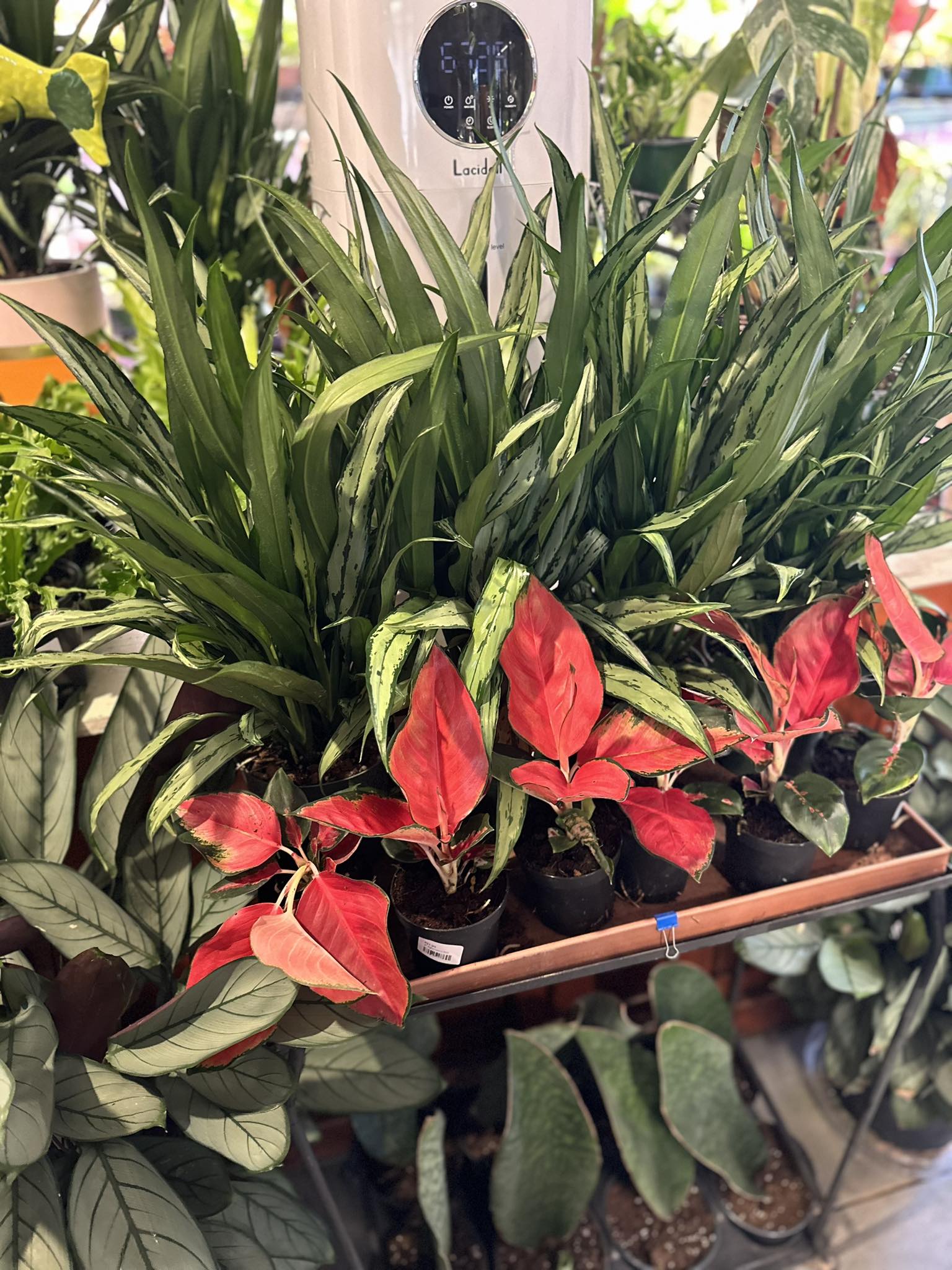 downtown-countdown-early-bird-activities