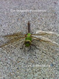 Dragonfly Foundation! 