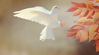 Sunday Service: "You, the Dove, and the Holy Spirit"