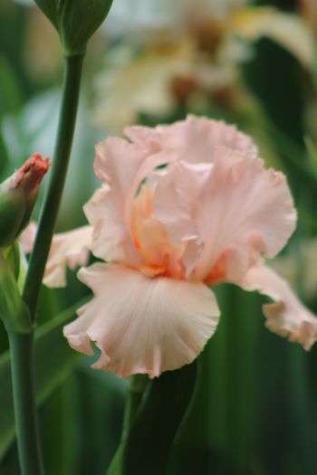 Lovely Peach Colored Iris
