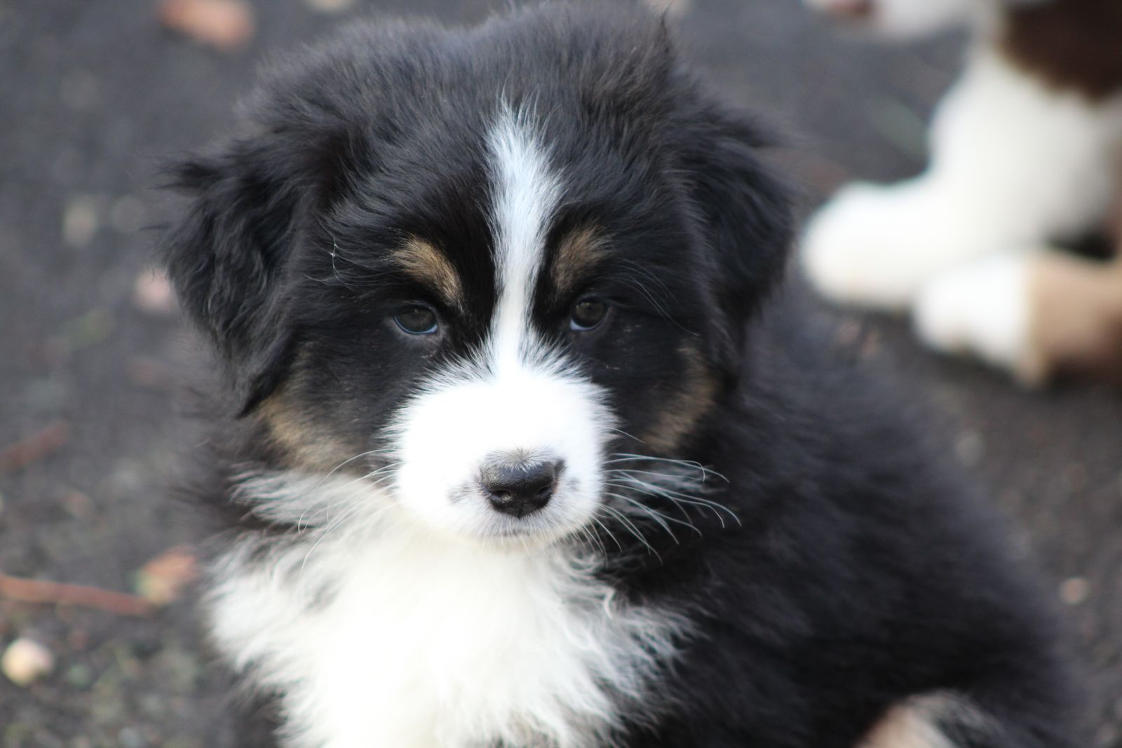 Milwin Australian Shepherds - Ani