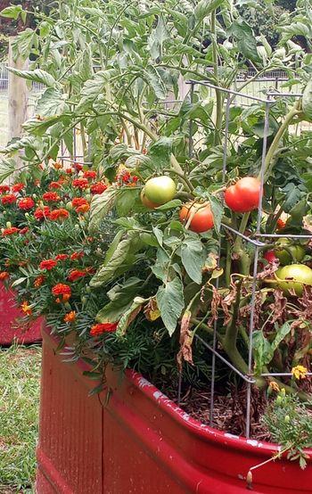 Fresh Summer Tomatoes
