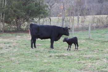 First time mom and her new calf
