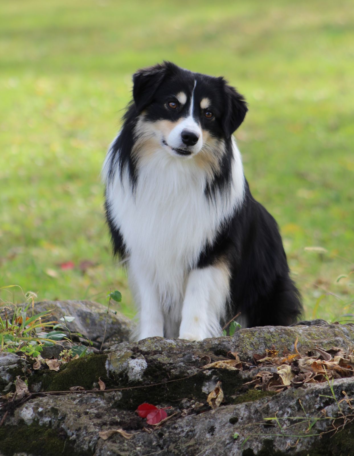 Milwin Australian Shepherds - Jake