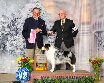 Simon and his owner Robert winning an AKC Qwner Handler Herding Group
