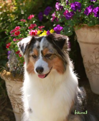 can a australian shepherd and a shetland sheepdog be friends