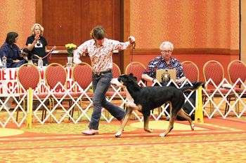 Nexpa shows in GSMDCA Specialty (IS) 2015, photo D. Fields.
