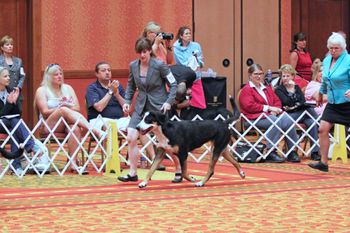 Nexpa shows in GSMDCA National Specialty 2015, photo D. Fields.
