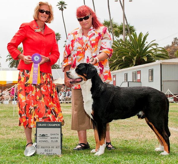 Sire: BISS GCH Fivepoint Hoganz Hero From Snowy Mtn.
