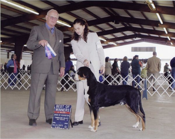 Snowy Mountain's Untamed Icelander Auki "Auki". Major pointed from Bred-By Class. Owned by Fanney Jona and Holly Webb.