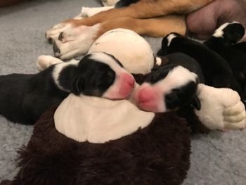 Hogan x Nexpa 3-day old pups
