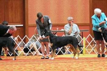 Nexpa shows in GSMDCA National Specialty 2015, photo D. Fields.
