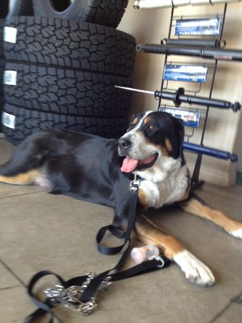 The Go-Everywhere dog at the tire shop
