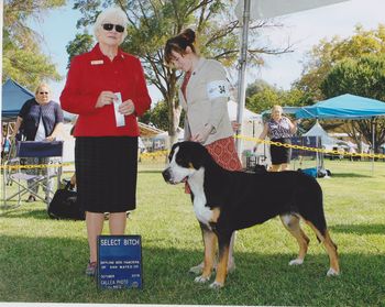 Golden Gate Supported Entry Weekend- Select Bitch 5 pt major, Judge Dorothy Collier. Pleasanton, CA.
