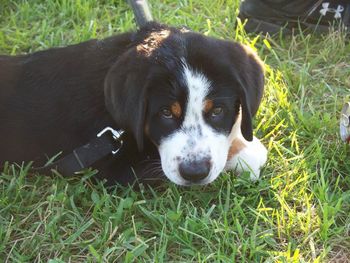 Baby Tebow
