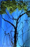 Knowledge Tree No 1 - 24" X 36" Oil on Canvas. From Peter's private collection.
