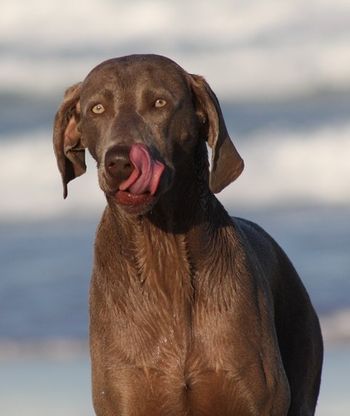 Get that salt out of my nose...playing at the beach
