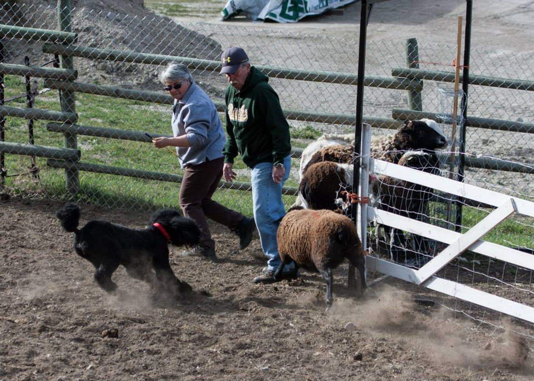 Poodle herding store