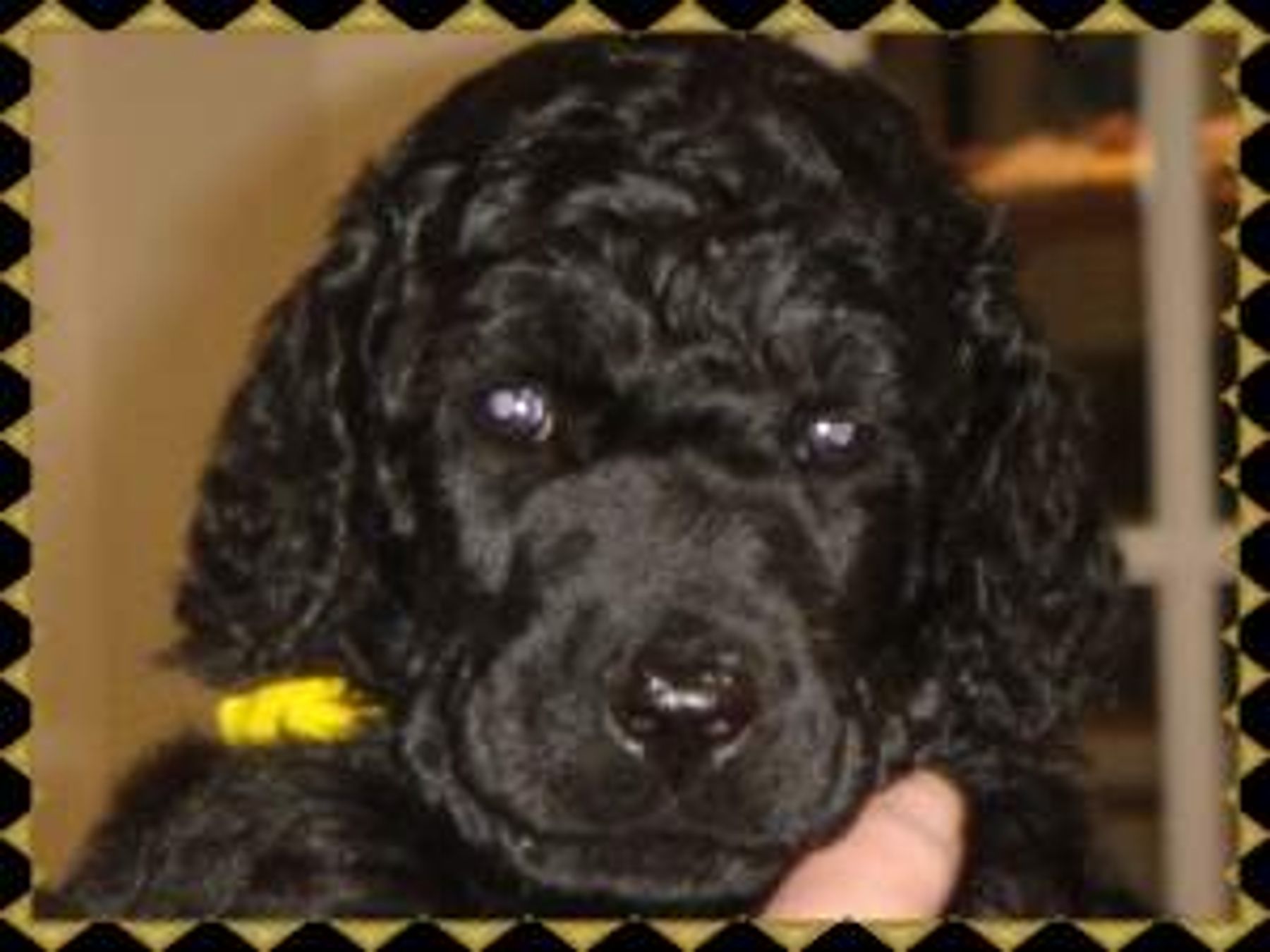 Calisun Standard Poodles Puppies