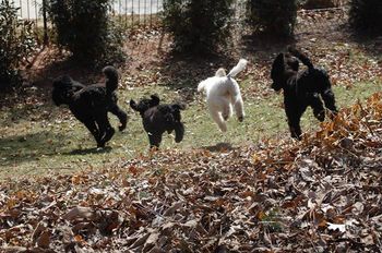 My friend, Liz Merenda's puppies, Apparition Poodles
