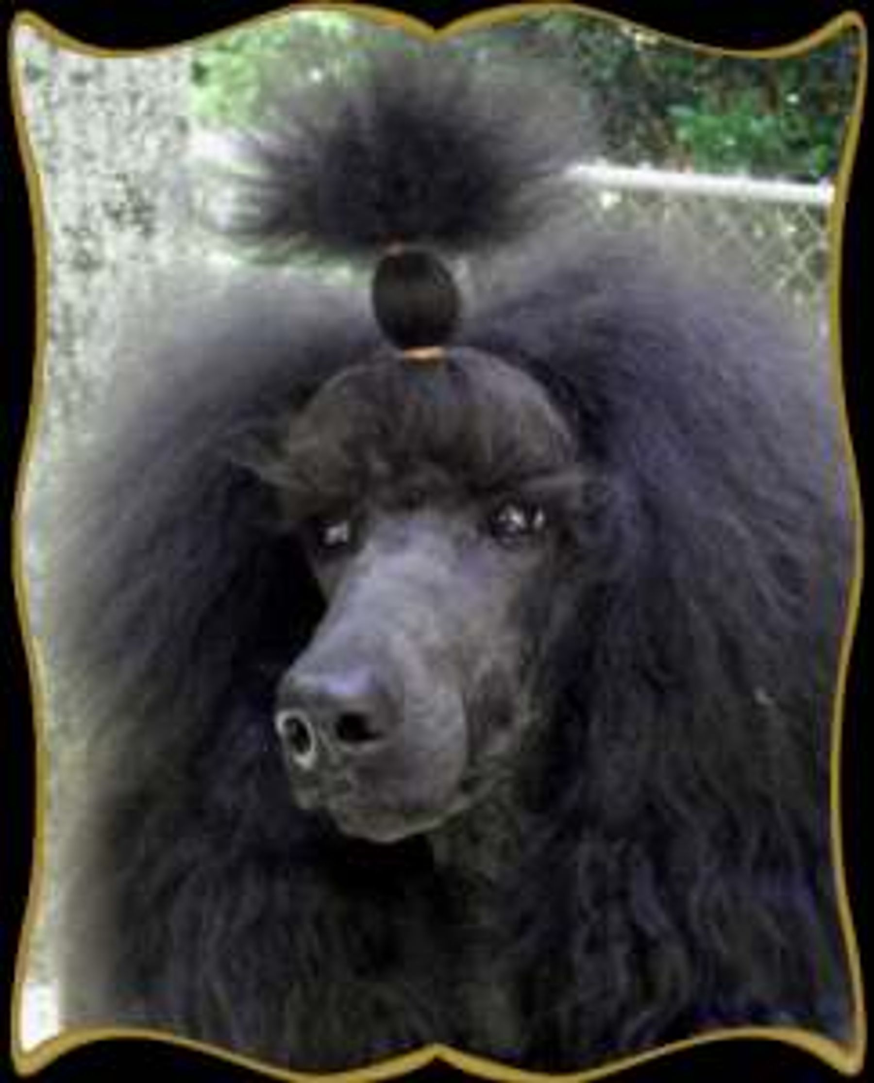 Anutta standard hot sale poodles