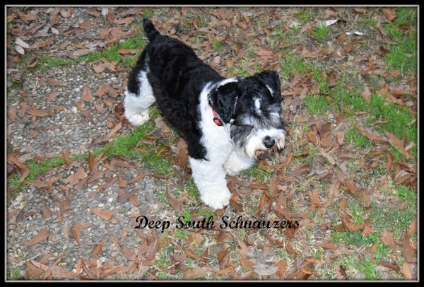 Deep south hot sale quality schnauzers