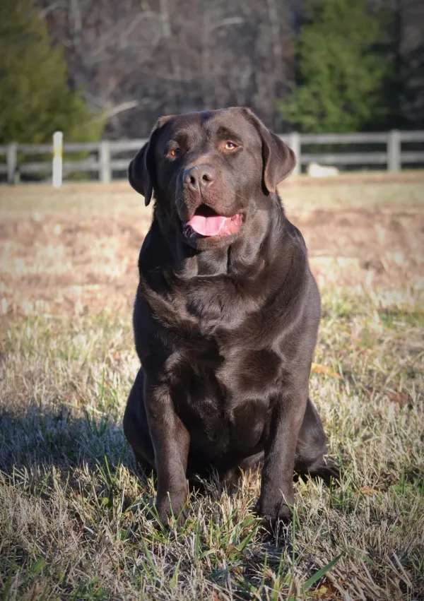 ASHLAND LABRADOR RETRIEVERS - Boz (For Reference only)