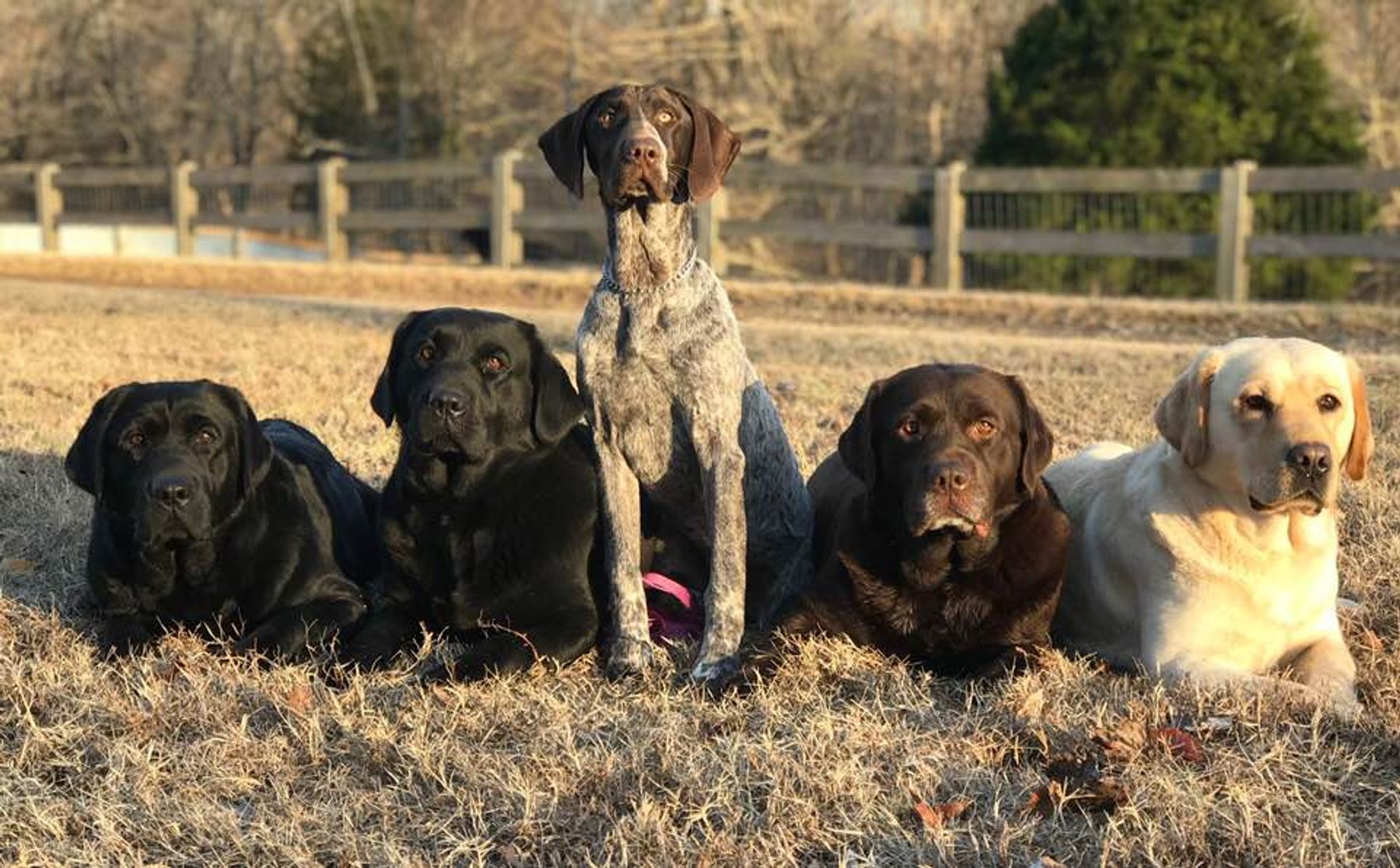 Hunting 2024 lab kennels