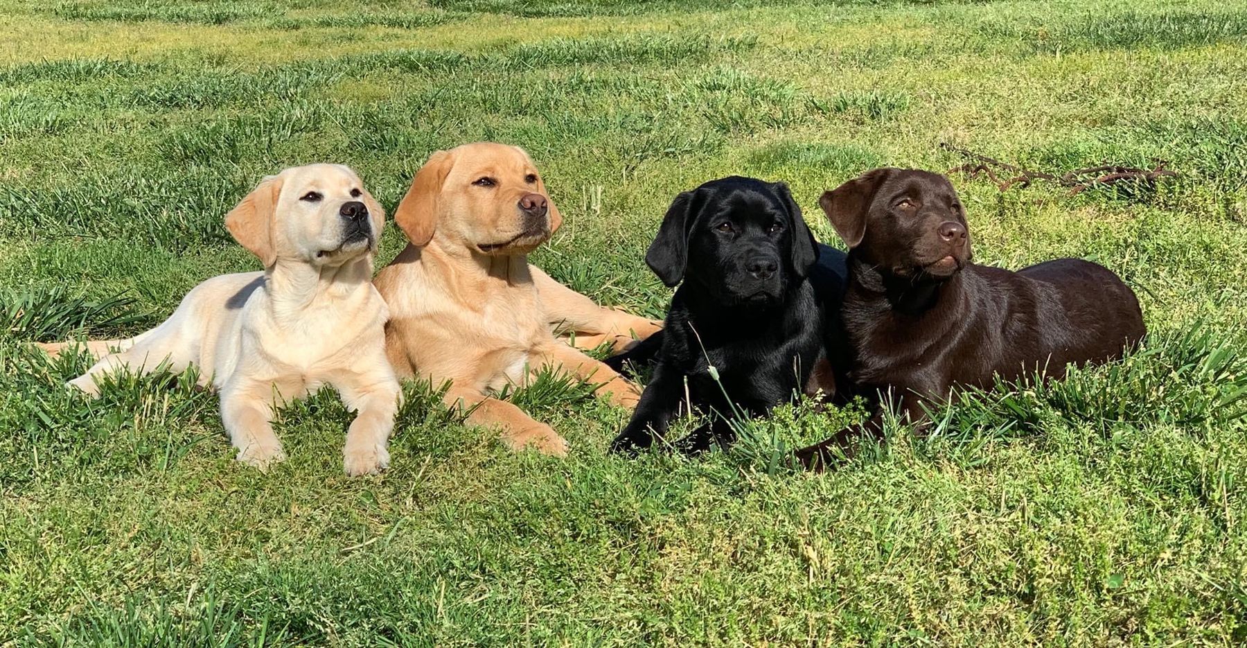 Yellow lab hot sale colors