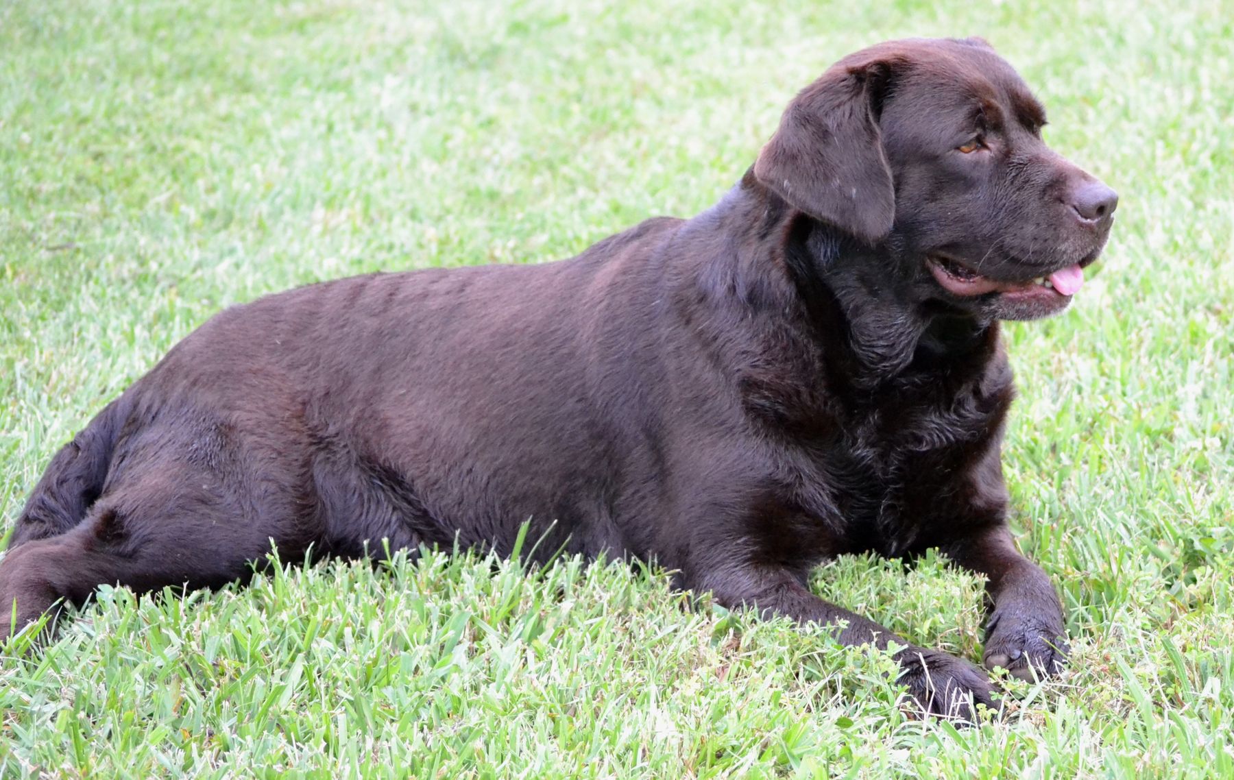 Ashland labradors sale