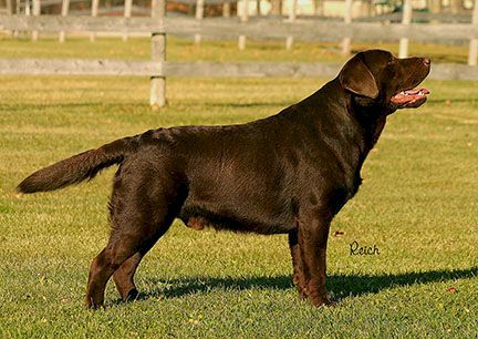 Willcare labradors hot sale