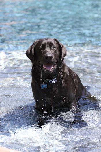 Labradors LOVE water!
